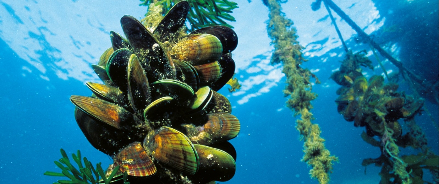 Rheticus® AquaculturePlus
