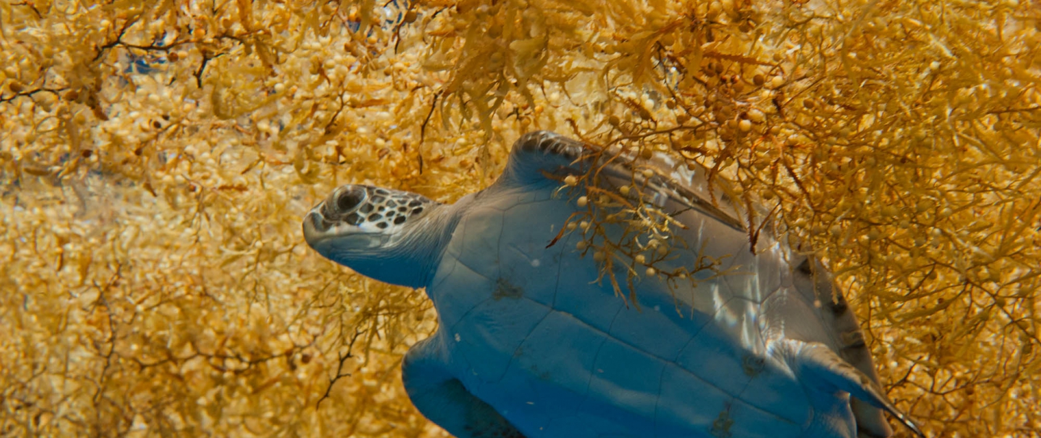 Sargassum detection for seasonal planning