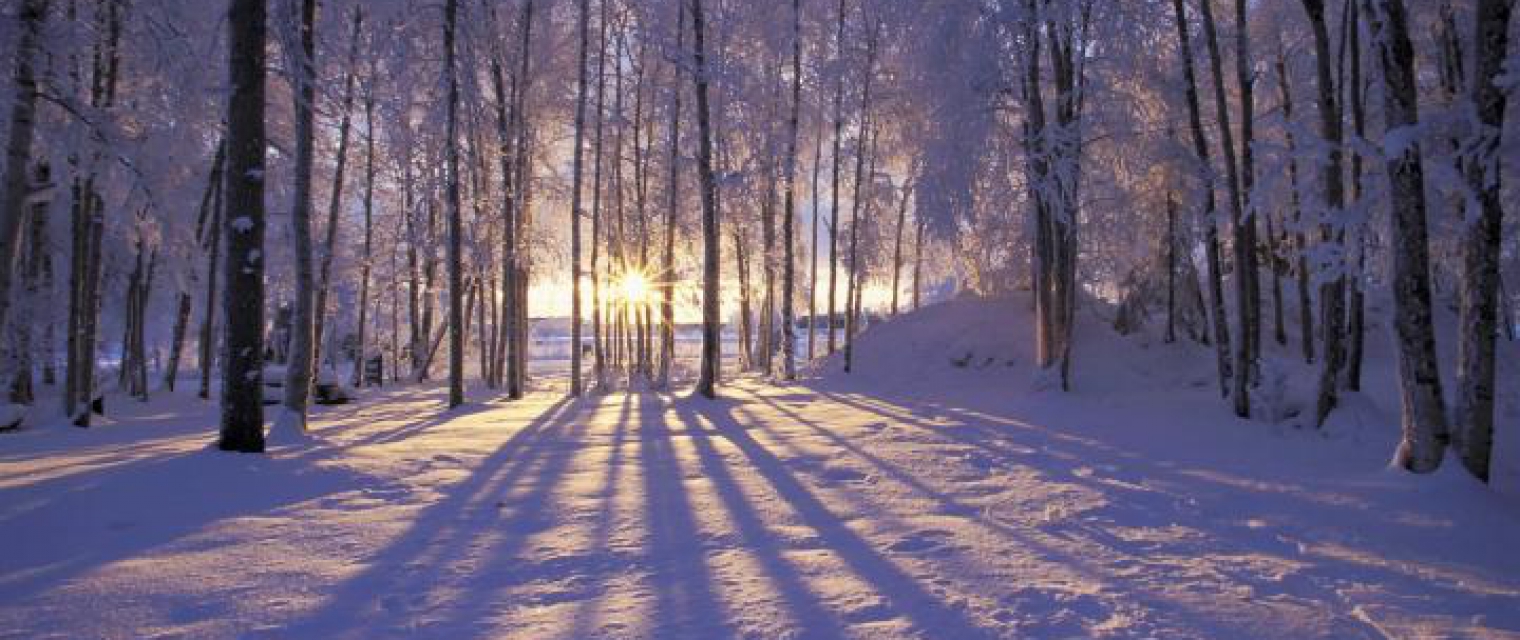 Forestry conditions - climate service