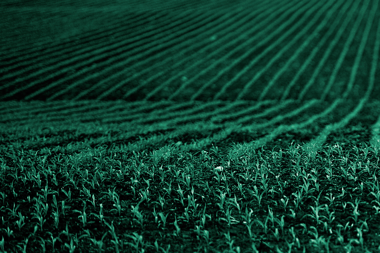 Vegetation-Index Crop-Insurance in Ethiopia